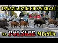 Dzikie zwierzta wchodz do polskich miast  z czego to wynika
