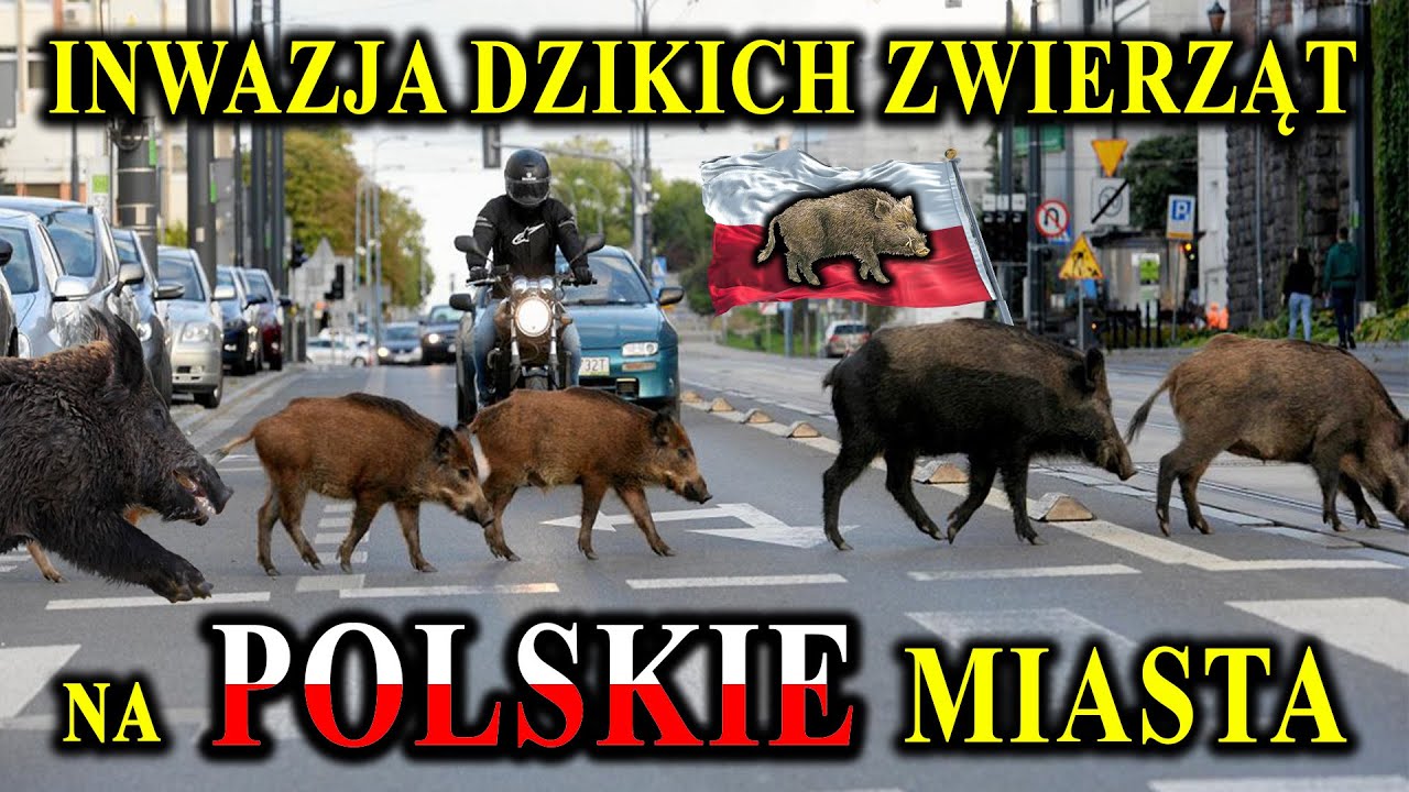 Dzikie Zwierzęta Wchodzą do Polskich Miast - Z Czego to Wynika?