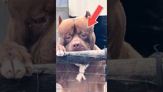 Dont Be Fooled By This Dogs Sad Look 