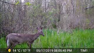 garde pro a3 trail camera