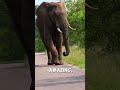 Crazy Facts About African Elephant #animalfacts #animals #wildlife