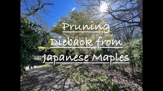 Japanese Maples, how and when to trim off dieback after winter. Getting your Acers ready for spring!