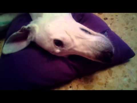 Video: Mi galgo tiene epilepsia