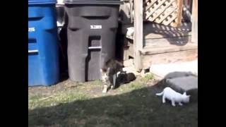 pet and cat and dog animal vine compilation 2014 - funny animals