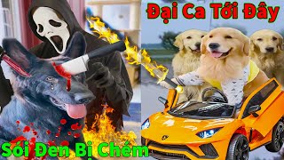 Thú Cưng TV | Trứng Vàng và Trứng Bạc #7 | Chó Golden Gâu Đần thông minh vui nhộn | Pets smart dog