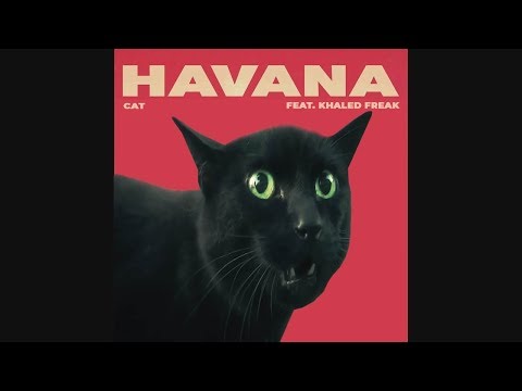 Video: Maro Havana (pisica)