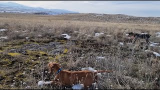 Yavru Pointer ile Çok Güzel Fermalı Keklik Avı.. #keklik #partridge #avcı #ferma #kurzhaar #pointer