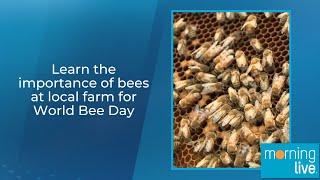 Learn the importance of bees at local farm for World Bee Day