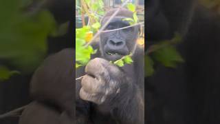 He Is Enjoying Some Silver Birch! Leaves And Bark Are An Important Part Of A #Gorilla Diet #Asmr