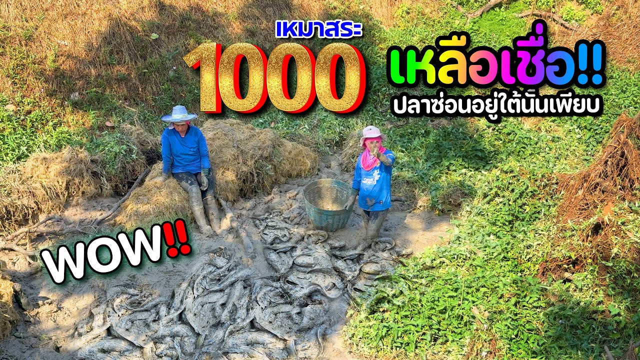 มีเฮ เย้ เย้!! เหมาสระผักบุ้ง 1,000 บาท ปลาซ่อนอยู่ข้างใต้เพียบ l เหมาสระปี68 l EP.22