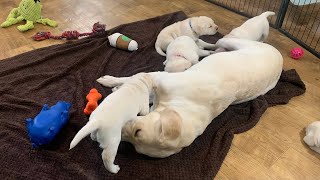 Livestream REPLAY Puppy Cam in the PLAY ROOM! Adorable Labrador Retriever Puppies #labrador #puppy