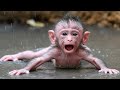 Daily Live Baby Monkey Cuteness – Your Happy Place!