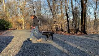 Black Lab Puppy Training Wilkesboro NC | Indigo by JimHodgesDogTraining 150 views 1 year ago 13 minutes, 25 seconds