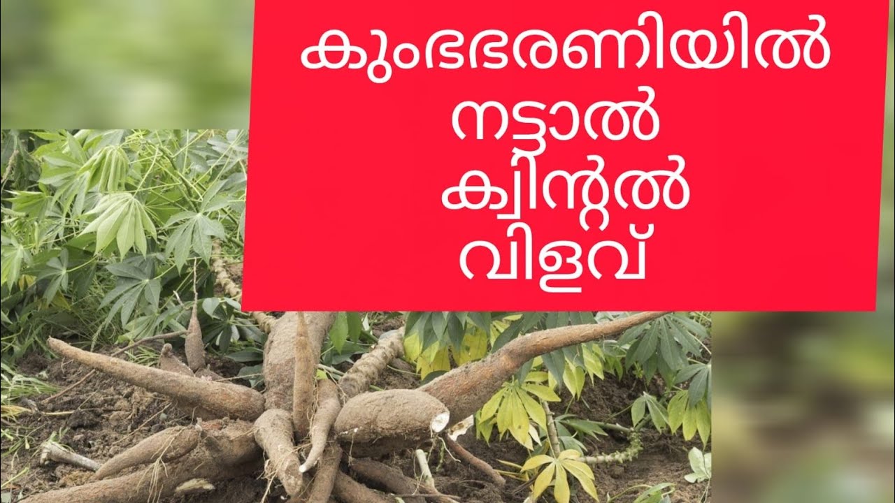  100 കിലോ വിളവ് തരുന്ന കപ്പ/ tapioca Planting