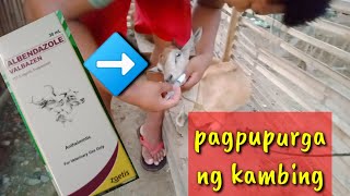 Kailan At Paano Magpurga Ng Kambing Anong Gamot Ang Pwede Sa Kambing Na Pangpurga At Ilang Ml Pwede