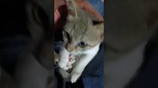 Download Lagu Vina cute #cat #catlover #arvincianjur MP3