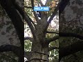 Nicothec stuck in a tree part 3