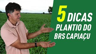 5 dicas para plantar o capim BRS CAPIAÇU