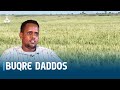 BUQRE DADDOS BUQRE DADDOS