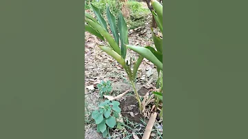 Cardamom ( Elaichi ) Plant of my Garden #shorts #shortvideo #cardamom #elaichi