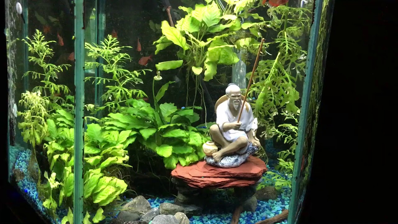 My 35 gallon hex aquarium with a Japanese Zen Garden Theme YouTube