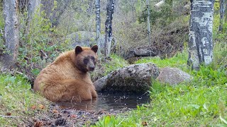 Reddish Brown Black Bear at Mountain Spring