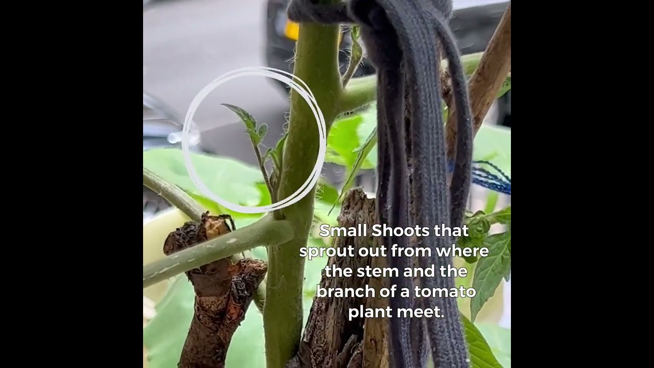 How to identify tomato sucker ? 