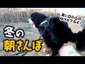 冬の朝さんぽ!【バーニーズ2歳6ヶ月】