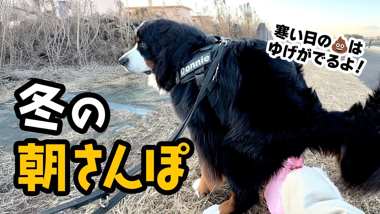 冬の朝さんぽ！【バーニーズ2歳6ヶ月】