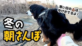 冬の朝さんぽ！【バーニーズ2歳6ヶ月】
