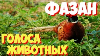 Голоса птиц и звуки животных. Звуки природы слушать онлайн ФАЗАН