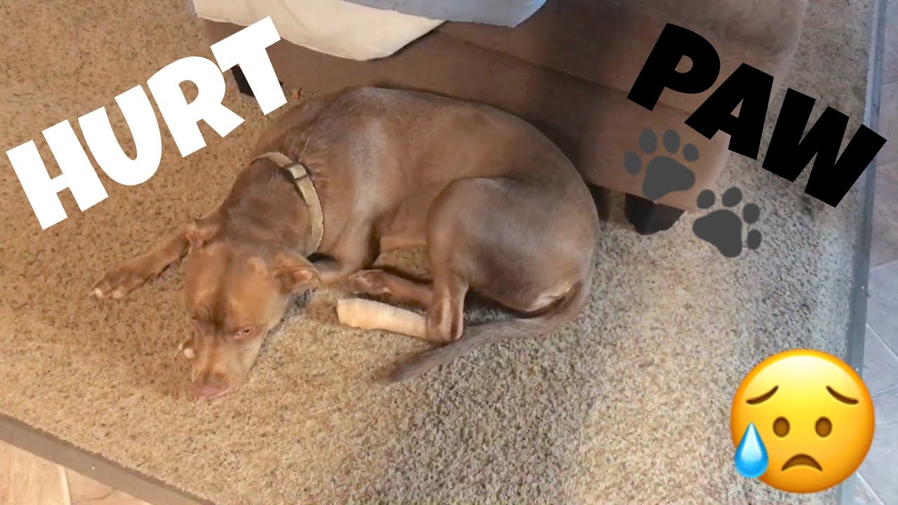 DOG HURTS PAW YouTube DOG HURTS PAW YouTube