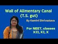 TOPIC : WALL OF ALIMENTARY CANAL (T.S. GUT) for NEET, classes XII, XI, and X