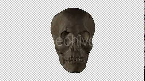 Ancient Human Skull | Motion Graphics - Envato elements