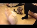 猫の目を盗んでおもちゃを取りにいくオウム