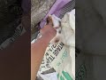 #trending #shorts #youtubeshorts #catlovers #kittenlove