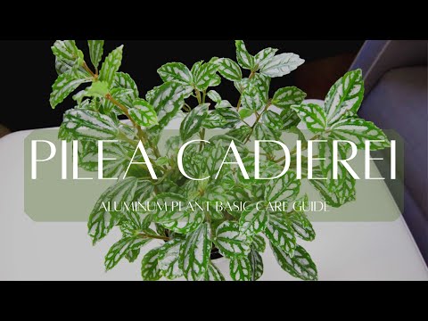 PILEA CADIEREI ALUMINUM PLANT | Basic plant care guide