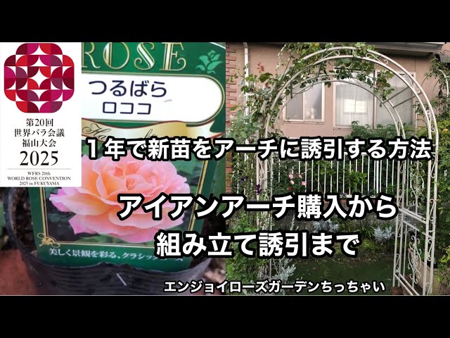 ロココ調ピンクローズのアーチ型特大リース〈光触媒・1点もの〉薔薇のリース 新苗ロココはうるオンプランターで育てると1年でアーチに仕立てる事の