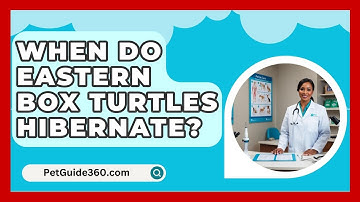 When Do Eastern Box Turtles Hibernate? - PetGuide360.com