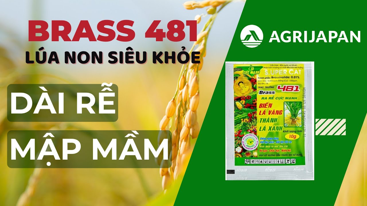 AgriJapan | DÀI RỂ MẬP MẦM – SIÊU KHỎE LÚA NON CÙNG BRASS 481 - YouTube