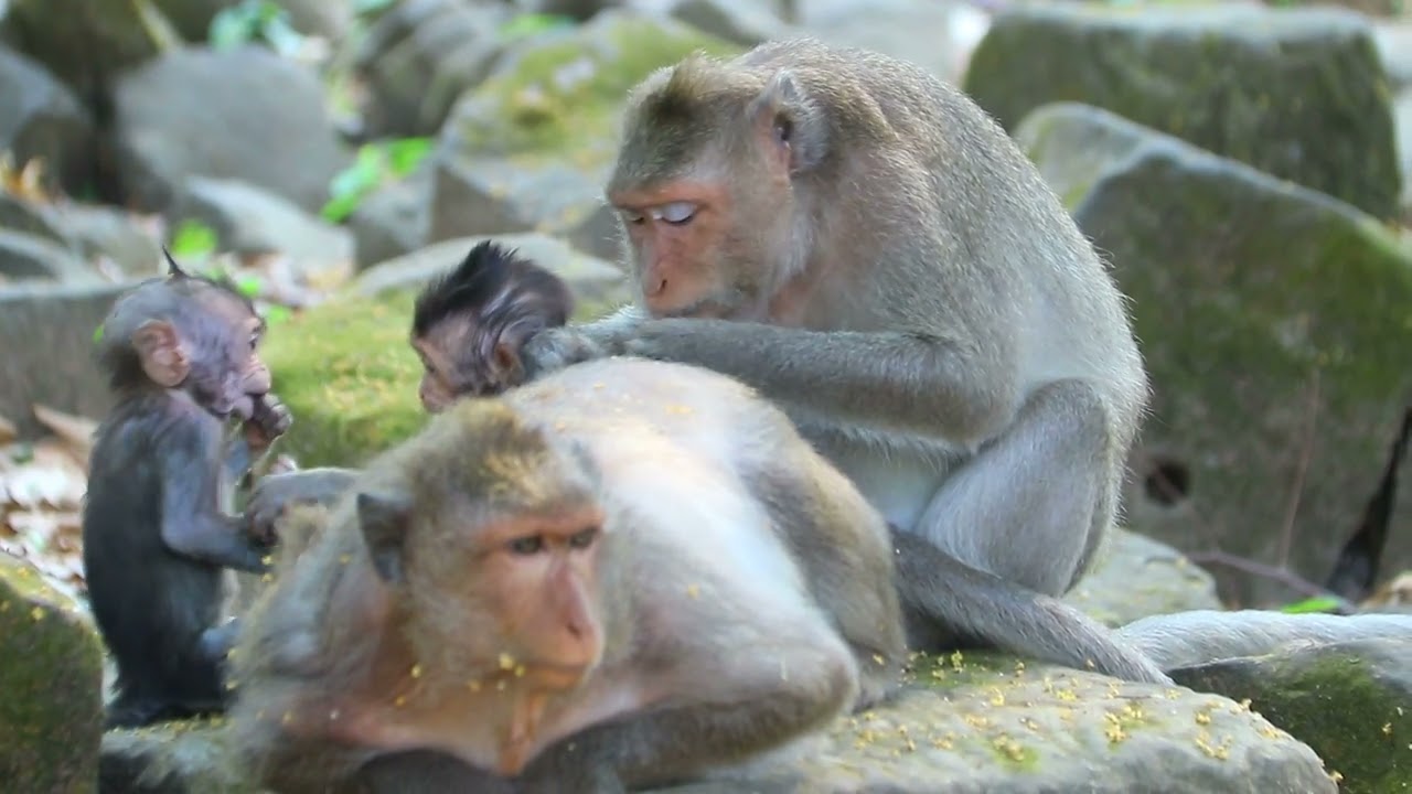 Mama Jinx and Julina Bring Her Bb on Shade To Sit Remove Lice Each