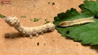 Raising silkworms at home - The growing process and diary (蚕的生长过程，养蚕日记)