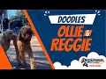 (Reggie and Ollie) Doodles | Best Virginia Dog Trainers