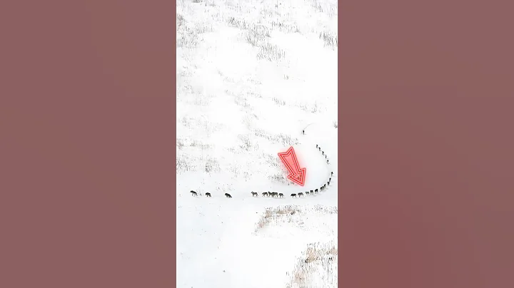 The Hidden Strategy Behind a Wolf Pack’s Formation thumbnail