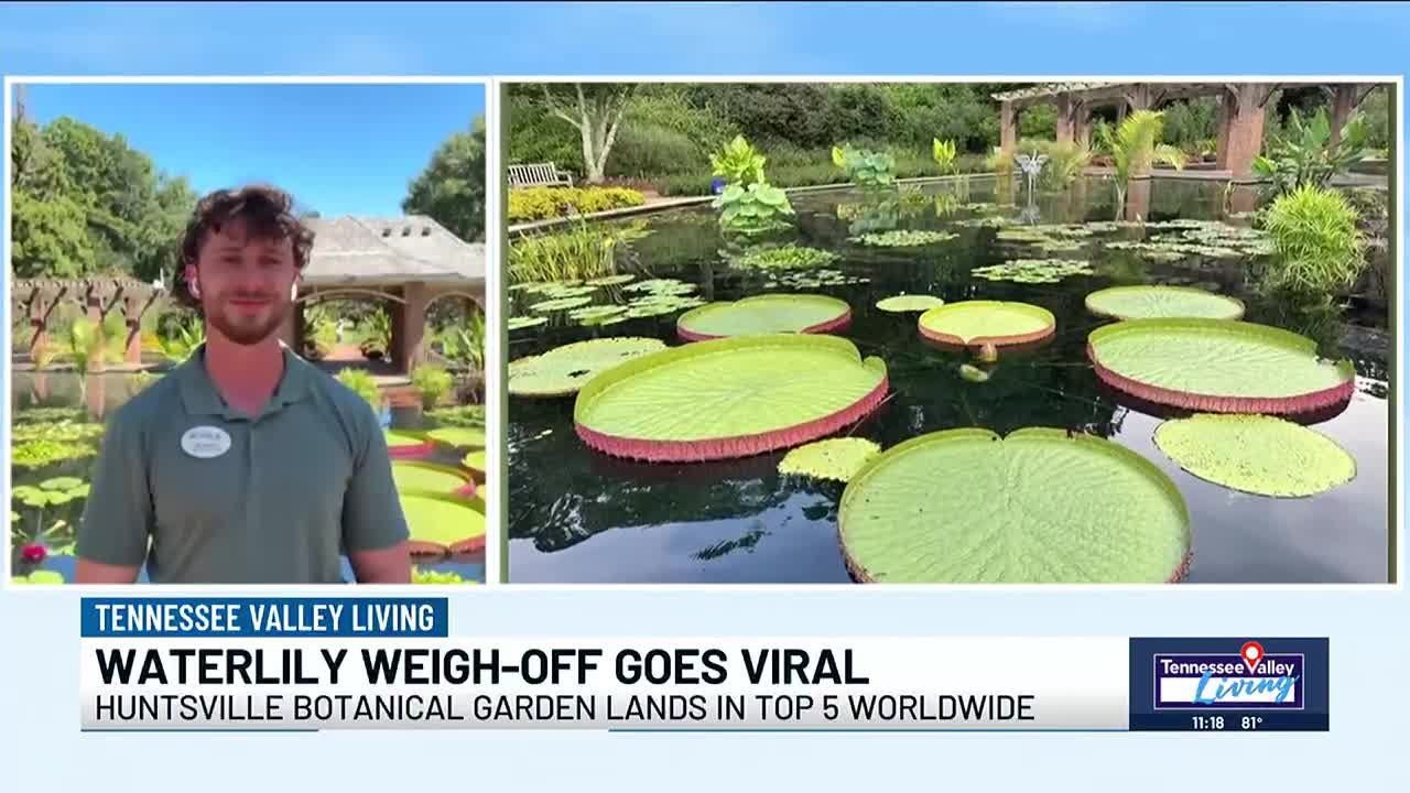Huntsville's waterlily weigh-off goes viral - YouTube
