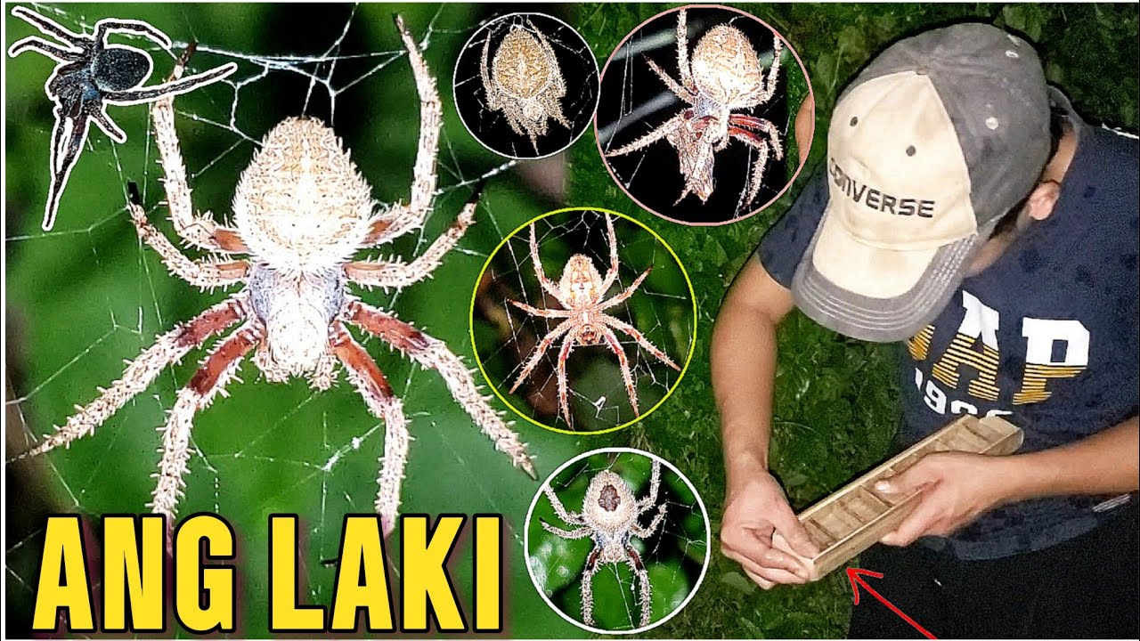 SPIDER HUNT NAUNAHAN TAYO SA SPOT - YouTube