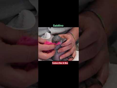 حيوان الايكيدنا قنفذ النمل الاسترالي 