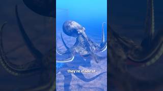 This animal is practically a liquid! 🤯🐙 #AnimalFacts #NatureIsAmazing #SeaCreatures #WildLifeFacts