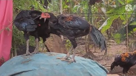 Thaij Qaib Thaij Noog Saib Ua Si