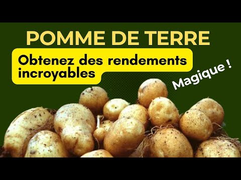 Vidéo: Comment Obtenir Des Rendements élevés De Pommes De Terre